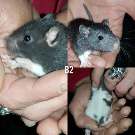 Image 5 of Male rats ready now!!!!!!!