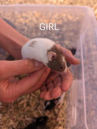 Image 12 of Friendly, baby Syrian hamsters