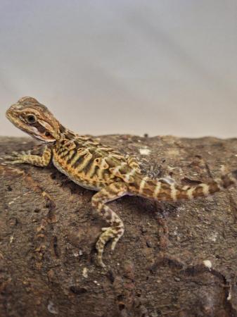 Image 4 of Beautiful Baby bearded dragons for sale