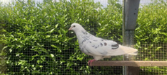 Image 4 of White iranian tumbler pigeons
