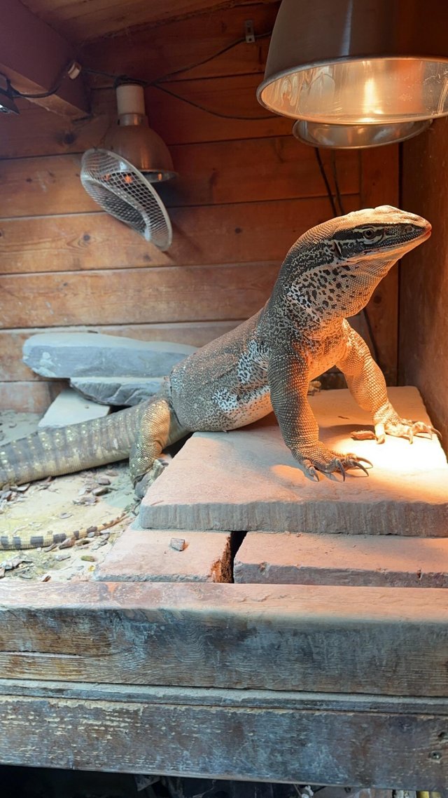 Preview of the first image of Argus Monitor - Varanus Panoptes.