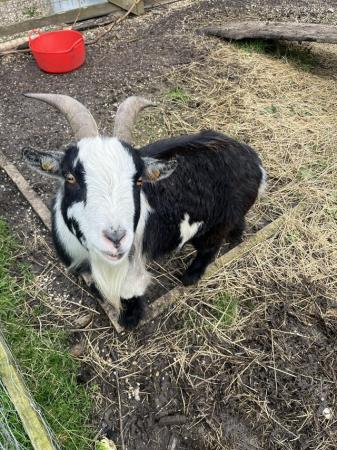 Image 1 of 2 x Pygmy Goats for sale approx 2 years old