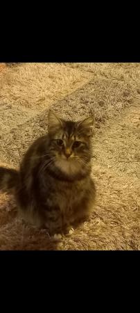 Image 5 of 3 month old male maincoon x