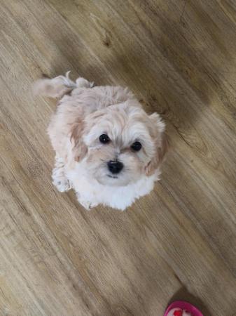 Image 9 of ** available now ***Maltese x poodle puppies REDUCED