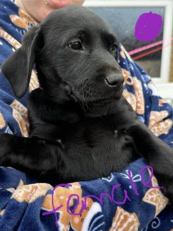 Image 1 of ??Labrador puppies??family dogs?? (2 females left )ready now