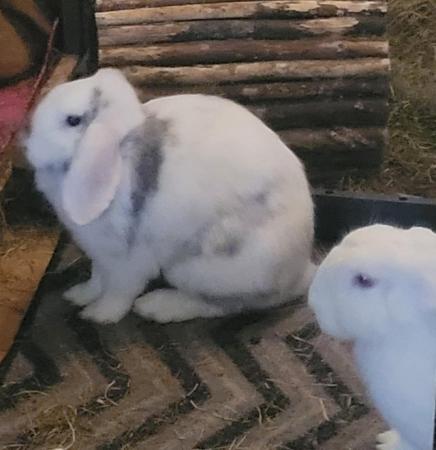 Image 1 of Brooke and Wynter bonded bunnies need a new place home
