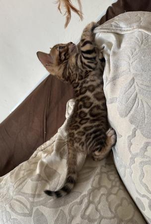Image 10 of 5 generation TICA registered bengal kittens for sale.