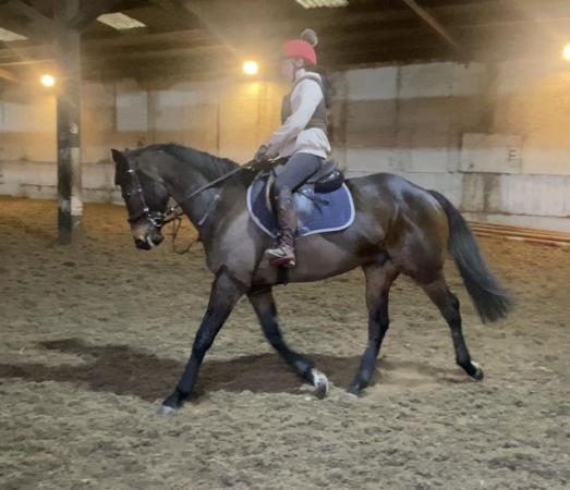 Image 1 of Vinnie - 16hh Thoroughbred Gelding Project