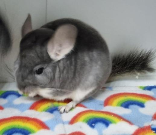 Image 3 of Chinchillas 2 bonded males Violet and Standard Grey