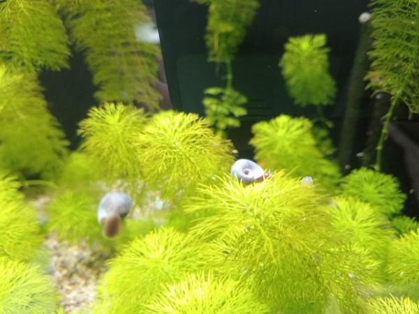 Image 2 of Blue ramshorn snails 50p each
