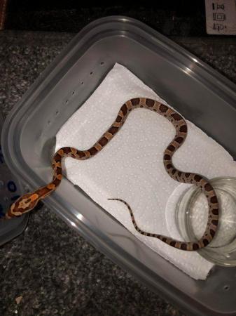 Image 8 of Baby corn snakes for sale pembrokeshire