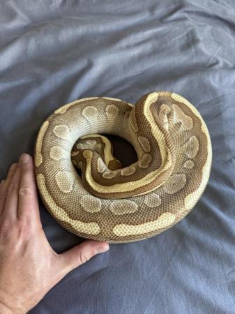 Image 3 of ball pythons male and female