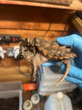 Image 6 of 3 Year old Alligator Snapping Turtles and full setup