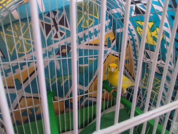 Image 5 of Yellow raza canary great