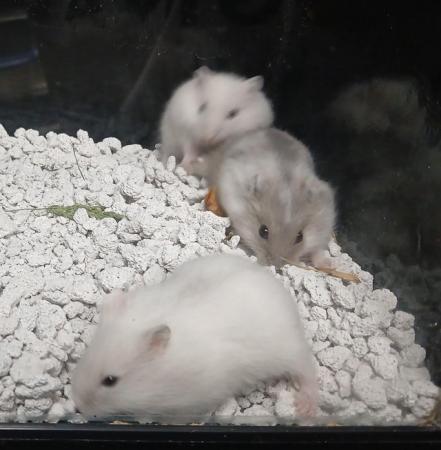 Image 15 of Baby Campbells Dwarf Hamsters , Different colours