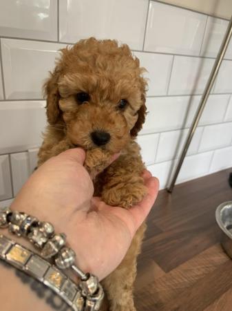 Image 8 of Red Toy poodle puppies reduced price as last one
