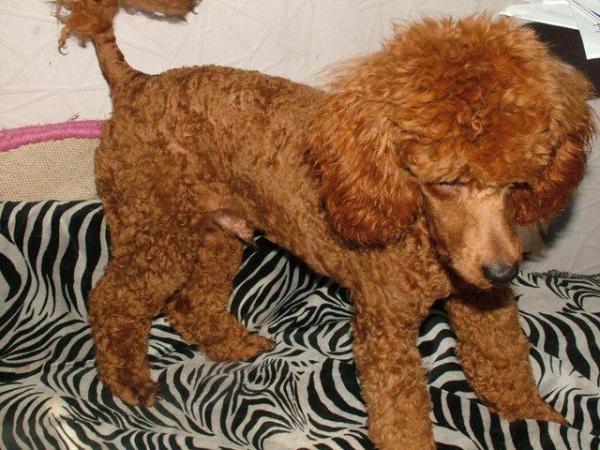 Image 3 of RED KC REG TOY POODLE FOR STUD ONLY! HEALTH TESTED