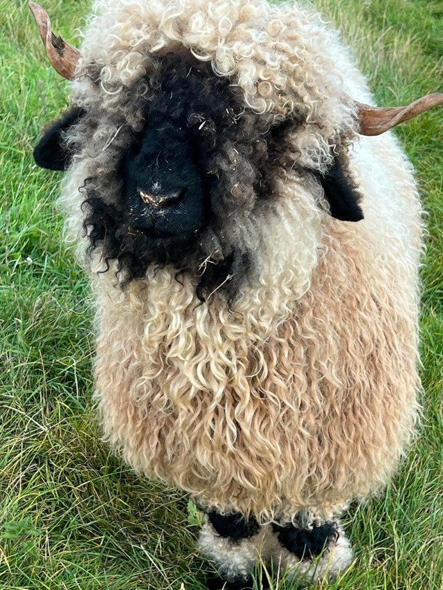 Preview of the first image of Valais blacknose ewes for sale..