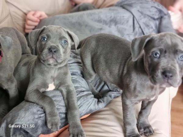 Image 17 of Last 2 blue boys and merle boy looking for forever homes