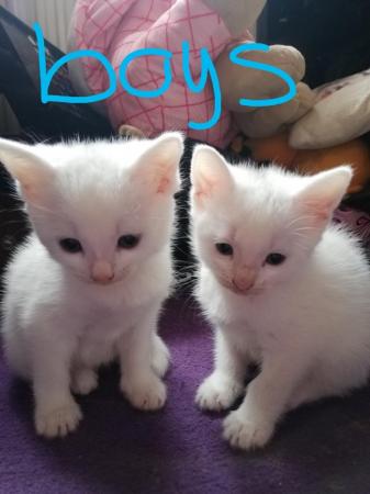 Image 3 of Bengal Cross Tabby Kittens