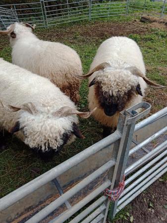 Image 9 of Pedigree blacknose Valais breeding ewes a family of 4