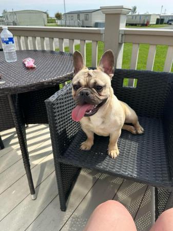 Image 4 of 9 month old frenchie female