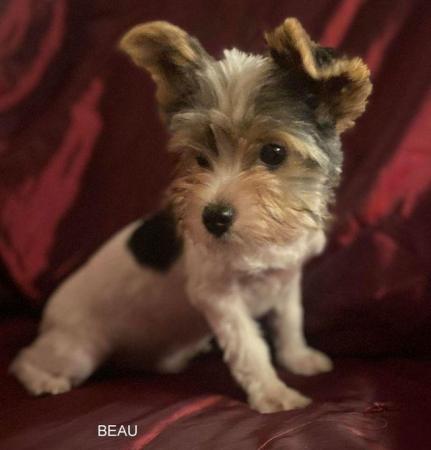 Image 15 of Biewer Yorkshire Terrier Puppies for sale