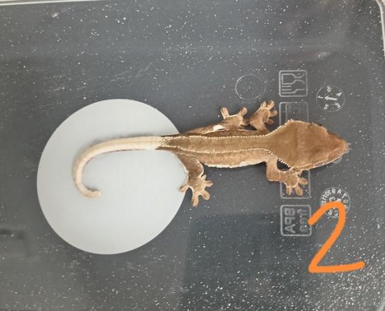 Image 3 of Juvenile crested geckos few morphs available