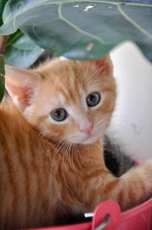 Image 3 of Adorable ginger and white kittens, very cuddly!