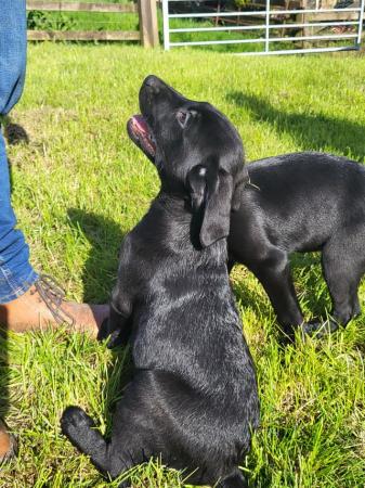 Image 10 of Beautiful Labrador Puppies For Sale
