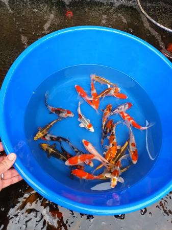 Image 5 of Koi Carp for sale mixed selection