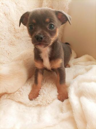 Image 3 of Adorable KC reg female chihuahua puppies.