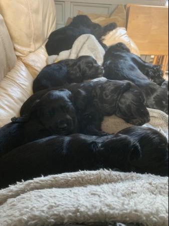 Image 8 of Cocker spaniel puppies for sale *ready to leave*