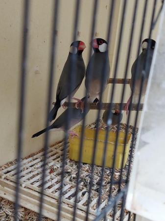 Image 3 of Java sparrows available 22/23