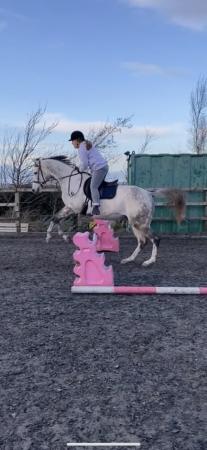Image 2 of For Sale - 16.3hh grey throughbred