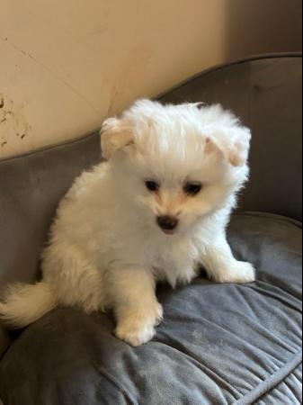 Image 7 of White Bichon and White Pomeranian Puppies in Leeds