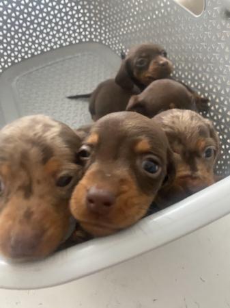 Image 10 of AdorableMiniature dachshunds puppies for sale