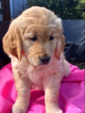Image 17 of Golden Retriever Puppy reduced last girlMessage for detail