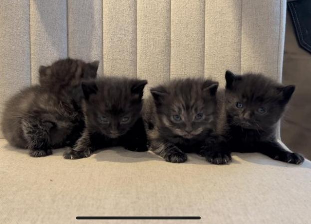 Image 5 of Beautiful Dark Silver Tabby and Black Kittens TWO LEFT