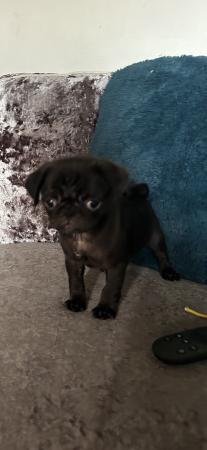Image 8 of Reduced pug babies now ready for their new families