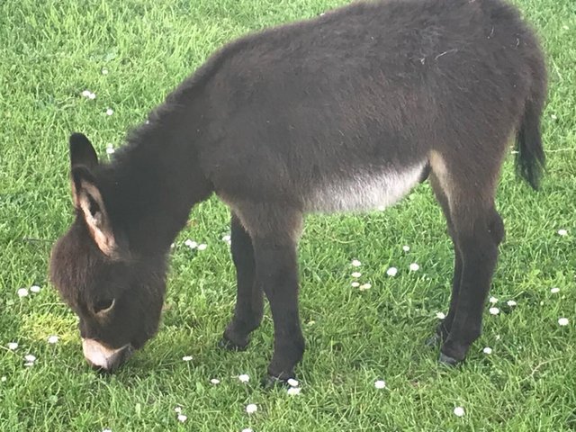 Preview of the first image of Miniature Mediterranean Donkey foal - NOW RESERVED.