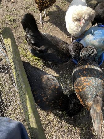 Image 2 of Polish pullets for sale