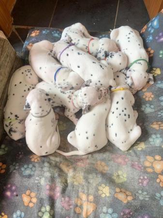 Image 8 of KC registered Dalmatian Puppies