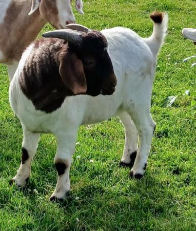 Image 2 of Pure Boer Intact Young Billy Goat