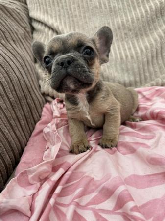 Image 4 of French Bulldog outstanding puppies