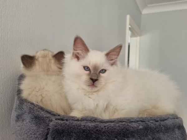Image 13 of Ragdoll kittens 2 boys available
