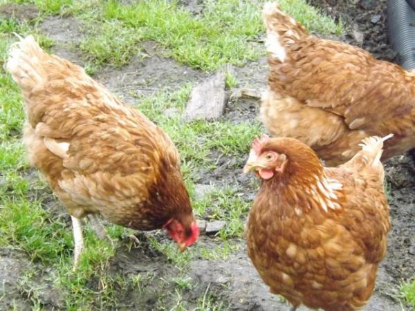 Image 2 of Warren Chickens/Pullets for sale,
