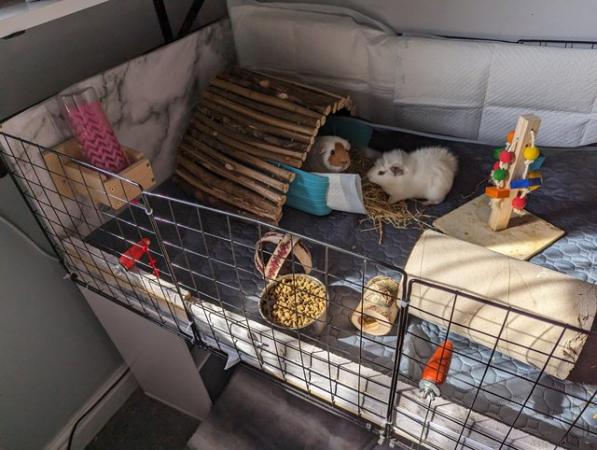 Image 1 of 3 female guinea pigs with full set up