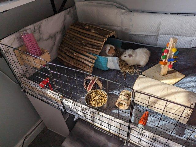 Preview of the first image of 3 female guinea pigs with full set up.