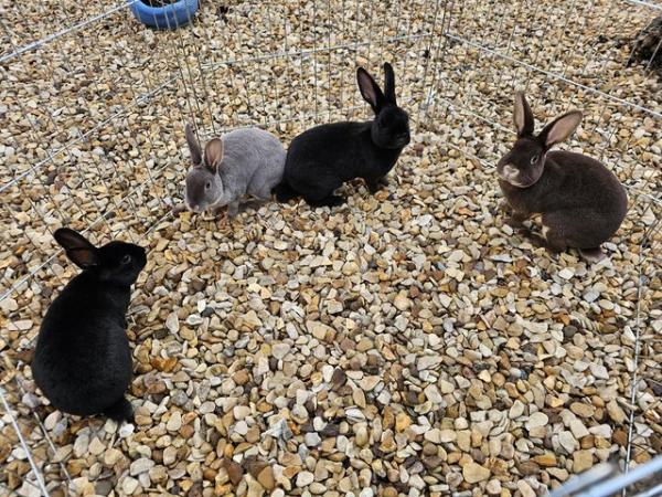 Image 4 of Rex rabbits both sexs available various colours